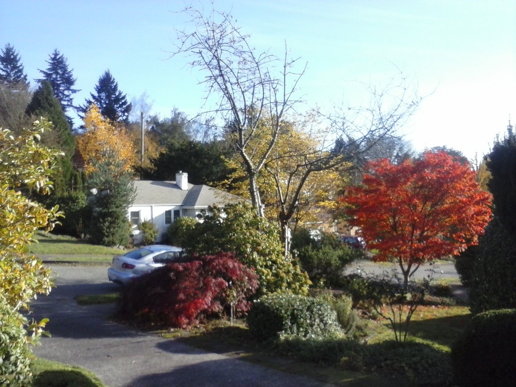 Phone pic capture of the view from my front porch in Wedgwood neighborhood, mid-morning, November 7, 2014